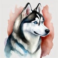 Watercolor illustration of pure breed Siberian Husky dog. Colorful painting of domestic animal