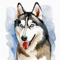 Watercolor illustration of pure breed Siberian Husky dog. Colorful painting of domestic animal