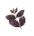 Watercolor illustration of purple basil sprig