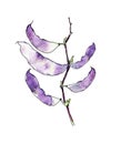 Watercolor illustration of purple bean pods isolated on a white background. for invitation templates