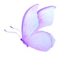 Watercolor illustration purple butterfly, hand-drawn, watercolor paper texture