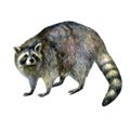 Watercolor illustration. Raccoon. Watercolor hand drawn forest animal