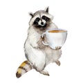 Watercolor illustration racoon with coffee mug, animal character isolated on white background.