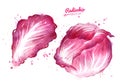 Watercolor illustration of radicchio salad Royalty Free Stock Photo