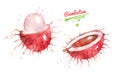 Watercolor illustration of Rambutan fruit