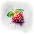 Watercolor illustration of raspberry. Hand drawn watercolor illustration on white background.