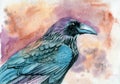 Watercolor illustration of a raven with black and blue iridescent feathers