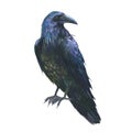 Watercolor illustration, raven from the family of corvids. isolated on white background Royalty Free Stock Photo