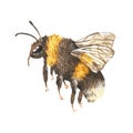 Watercolor illustration. Realistic drawing of a bumblebee in flight. Isolated on a white background. For the design of
