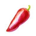 Watercolor illustration. Red bell pepper. Bulgarian pepper. Royalty Free Stock Photo