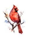 Watercolor illustration of a red cardinal bird perched on a branch. Royalty Free Stock Photo
