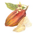 Watercolor illustration of red cocoa fruit with leaf and white cocoa butter . Isolated hand drawn illustration. Suitable