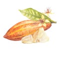 Watercolor illustration of red cocoa fruit with leaf and white cocoa butter . Isolated hand drawn illustration. Suitable