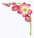 Watercolor illustration of a red freesia, bouquet, branch with buds. for greeting cards, invitations