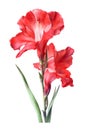 Watercolor red gladiolus flower. Royalty Free Stock Photo