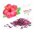 Watercolor illustration of red Hibiscus flower Royalty Free Stock Photo