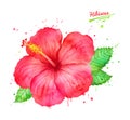 Watercolor illustration of red Hibiscus flower Royalty Free Stock Photo