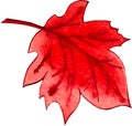 Watercolor illustration. red maple leaf Royalty Free Stock Photo