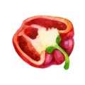 Watercolor illustration. Red pepper. Half a bell pepper. Royalty Free Stock Photo
