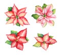 Watercolor illustration of red and pink poinsettia flowers