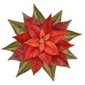Watercolor illustration of red poinsettia isolated on white background.