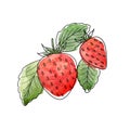 Watercolor illustration with red strawberries, isolated element on a white background.