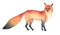 Watercolor illustration of red wild fox on white background. Realistic forest animal sketch Royalty Free Stock Photo