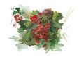 Watercolor illustration of redcurrant.