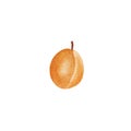 Watercolor illustration of ripe appetizing apricot on a white background.