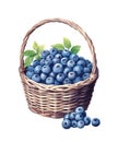 Watercolor illustration of ripe blueberries in wicker basket.