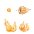 Watercolor illustration of ripe physalis