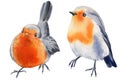 Watercolor illustration with robin bird. Christmas birds isolated on white background.