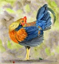 Watercolor illustration of a rooster with bright colorful feathers, a red comb and beautiful tail