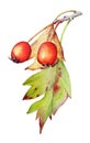 Watercolor illustration of the rosehip plant with leaves and berries