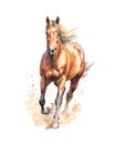 Watercolor illustration of a running brown horse. Royalty Free Stock Photo