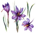 Watercolor Illustration of Saffron Flowers