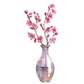 Watercolor illustration of a sakura branch in a transparent vase isolated on a white background. Royalty Free Stock Photo
