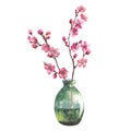 Watercolor illustration of a sakura branch in a transparent vase isolated on a white background. Royalty Free Stock Photo