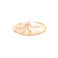 Watercolor illustration of sand dollar seashell