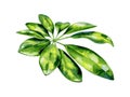 Watercolor illustration of schefflera arboricola plant tropical leaves