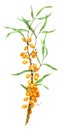 Watercolor illustration Sea Buckthorn isolated on a white background.