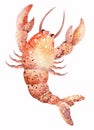 Watercolor illustration of sea crayfish. Marine inhabitants of the underwater world. illustration isolated on white background. Royalty Free Stock Photo