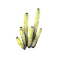 Watercolor illustration of a sea sponge from coral reefs. Tubular type, yellow, isolated. For the design and decoration