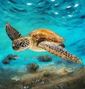 Watercolor illustration of a sea turtle swimming in the blue sea Royalty Free Stock Photo