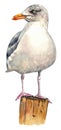 Seagull Perched on a Platform Illustration