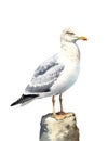 Watercolor illustration of a seagull bird.