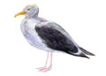 Watercolor illustration, seagull isolated on white background.