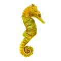 Watercolor illustration, seahorse. Isolated freehand drawing of a yellow seahorse on a white background Royalty Free Stock Photo