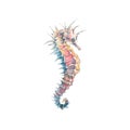 Watercolor illustration of a seahorse isolated object on a white background. Colorful, beautiful. Underwater world. For Royalty Free Stock Photo