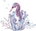 Watercolor illustration of seahorse by the tube sponge and seaweed. Sea life. Hand-drawn art.
